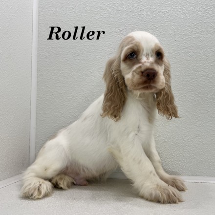 puppy, for, sale, Cocker Spaniel, Joe & Cherri  Overlease, dog, breeder, Miller, MO, dog-breeder, puppy-for-sale, forsale, nearby, find, puppyfind, locator, puppylocator, aca